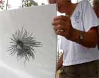 Photo of volunteer artist, Dr. Kathleen Konicek-Moran , with her drawing of an Everglades plant