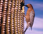Photo of a Gila woodpecker building a nest in a saguaro cactus