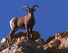 Photo of a bighorn sheep silhouetted against the blue sky in Yosemite National Park (Film still by Frank Green of Green TV)