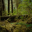 Exploring the Forests