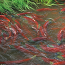 Elwha Fish Restoration
