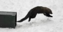 DYK fisher release DYK fisher release