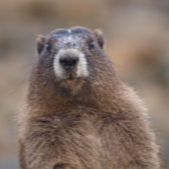 Marmota Olympus