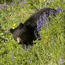 Terrestrial Mammals of Olympic