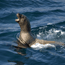 Marine Mammals of Olympic