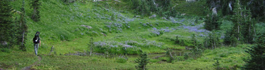 hiker in the Olympic Mountains