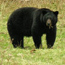 Protect Wildlife