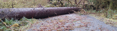 Tree over Graves Creek Road