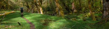 Backpacker in the Hoh Rainforest