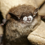 Little brown bat with white-nose syndrome, New York; photo courtesy Al Hicks, New York Department of Environmental Conservation