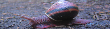 a woodland  (E. Rothii) snail found on the Monument