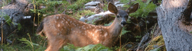 a doe spotted near the Cliff Nature Trail