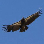 California Condors in Pinnacles