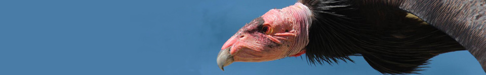 Close up photo of a California Condor, its pink featherless head, shiny black feathers and ruffled neck feathers.