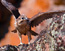 Prairie falcon fledgling, flaring wings after first flight.