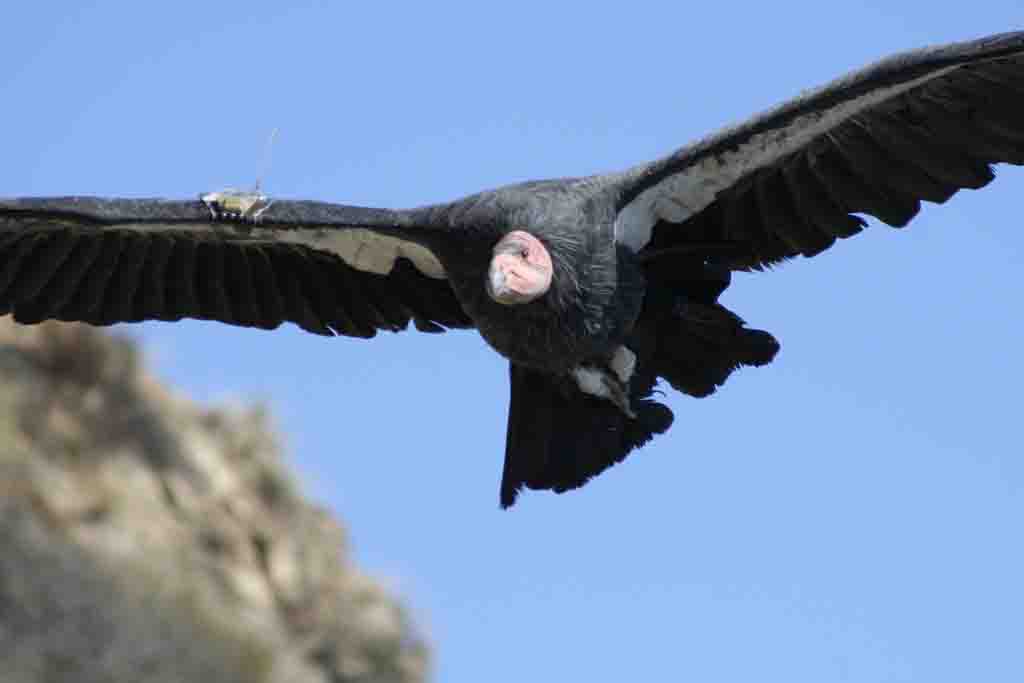 Condor Viewing Tips Pinnacles National Park (U.S. National Park Service)