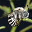 Pinnacles Bee Checklist