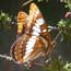 General Butterfly Information