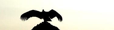A California condor is silhouetteed against the sky as it warms its wings in the early morning. Photo by Sara Bartels.