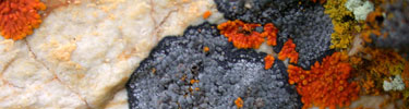 Mixed lichens