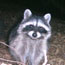 Pinnacles Mammal Checklist