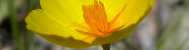 Tufted poppy