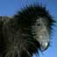 Pinnacles Condor Program