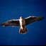 Raptor Advisories