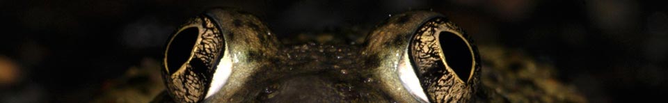 A spadefoot toad looking straight at the viewer, only his eyes are visible. Photo by Paul Johnson