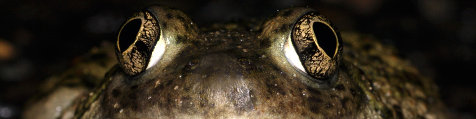 A spadefoot toad looking straight at the viewer, only his eyes are visible. Photo by Paul Johnson