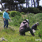 Habitat Restoration Program Volunteers removing iceplant.