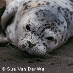 Harbor seal pup. © Sue Van Der Wal.