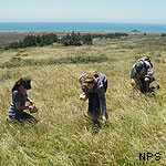 Volunteers gathering native plant seed.