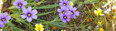 Blue-eyed grass and tidy tips