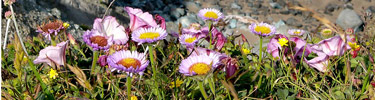 Seaside daisies on the coastal bluffs