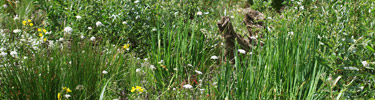 Freshwater seep plants