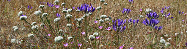 Serpentine grassland flowers