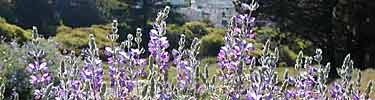 Lupines in Lobos valley