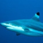 Sharks!