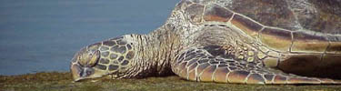 Turtle sunning