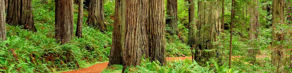 Image of coast redwood forest along Cal-Barrel Road