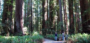 A family hiking among coast redwoods in Stout Grove