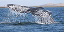 DYK-Gray-Wahle-Fluke DYK-Gray-Wahle-Fluke