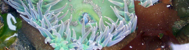 Giant green anemone