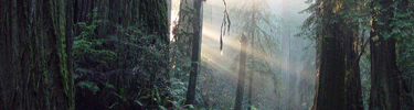Sunlight filtered through redwoods on Howland Hill Road