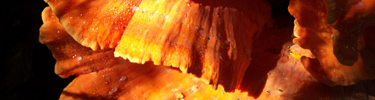 Sulphur shelf (Laetiporus sulphureus) or 