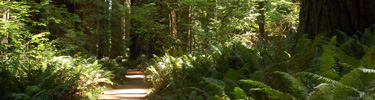 Path through redwood forest