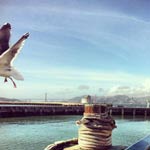 A bird in flight.