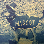 A small dog standing and wearing a top hat and cape with the word MASCOT on the cape.