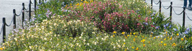 firstbloom_375_100